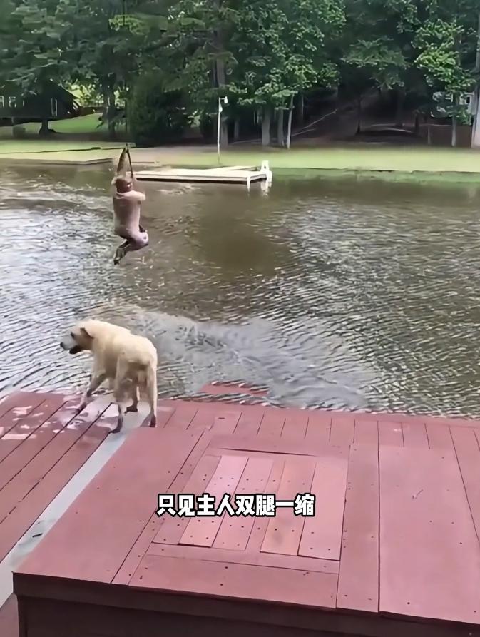 破防了！主人假装落水测试自家黑狗，下一幕看完直接泪目谁能拒绝全心全意偏爱自