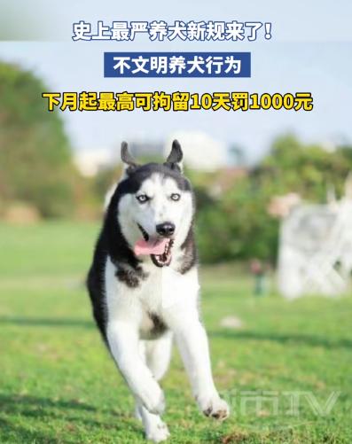 史上最严养犬新规，还是不严、太轻！最高拘留10天、罚款1000元？如果咬人重伤或