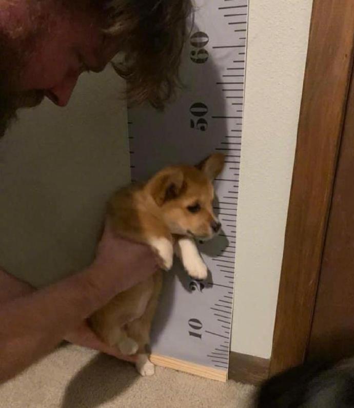 柯基：腿短怪我咯？