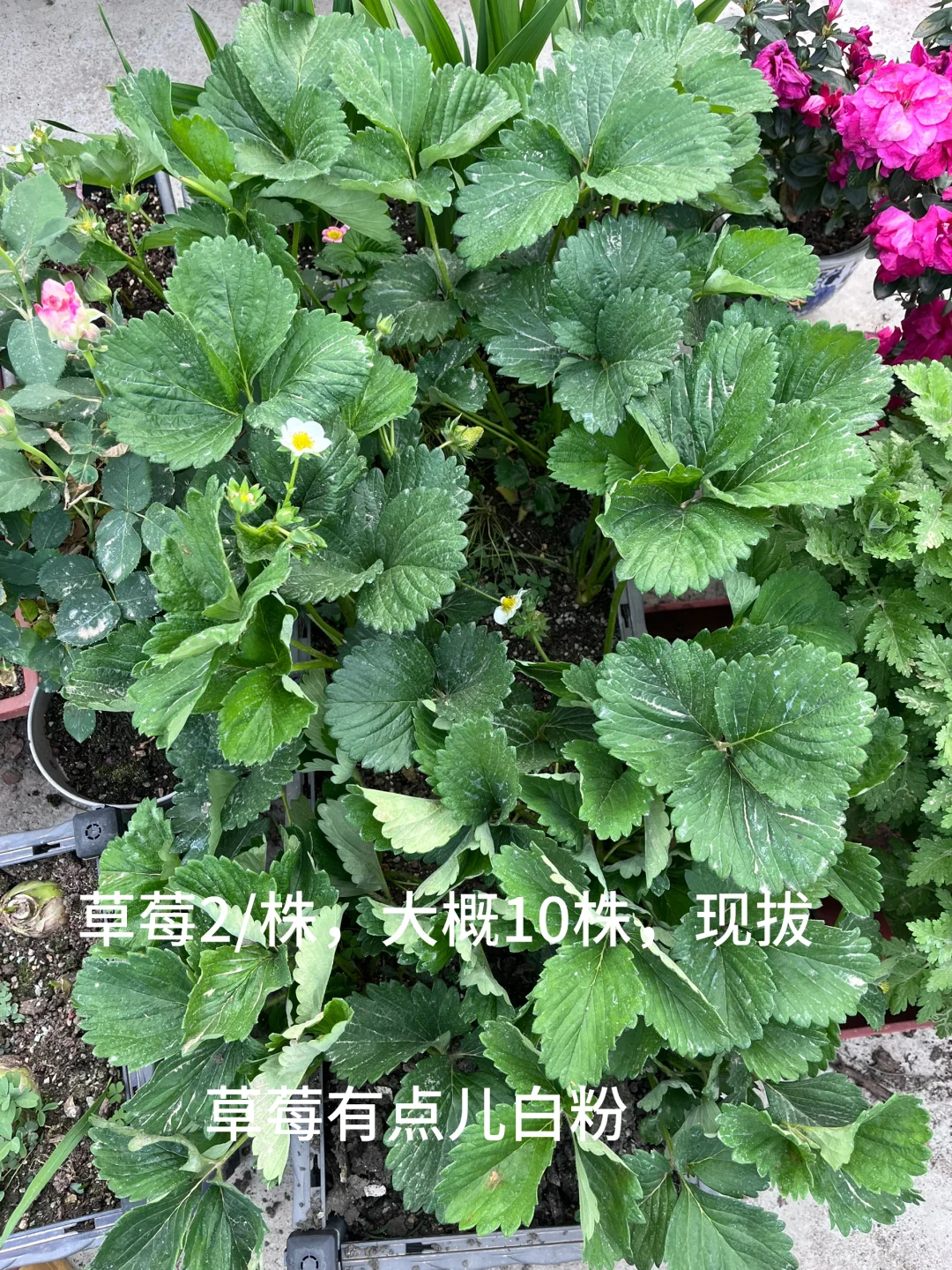 成都继续➗闲置盆栽，真的很便宜吧