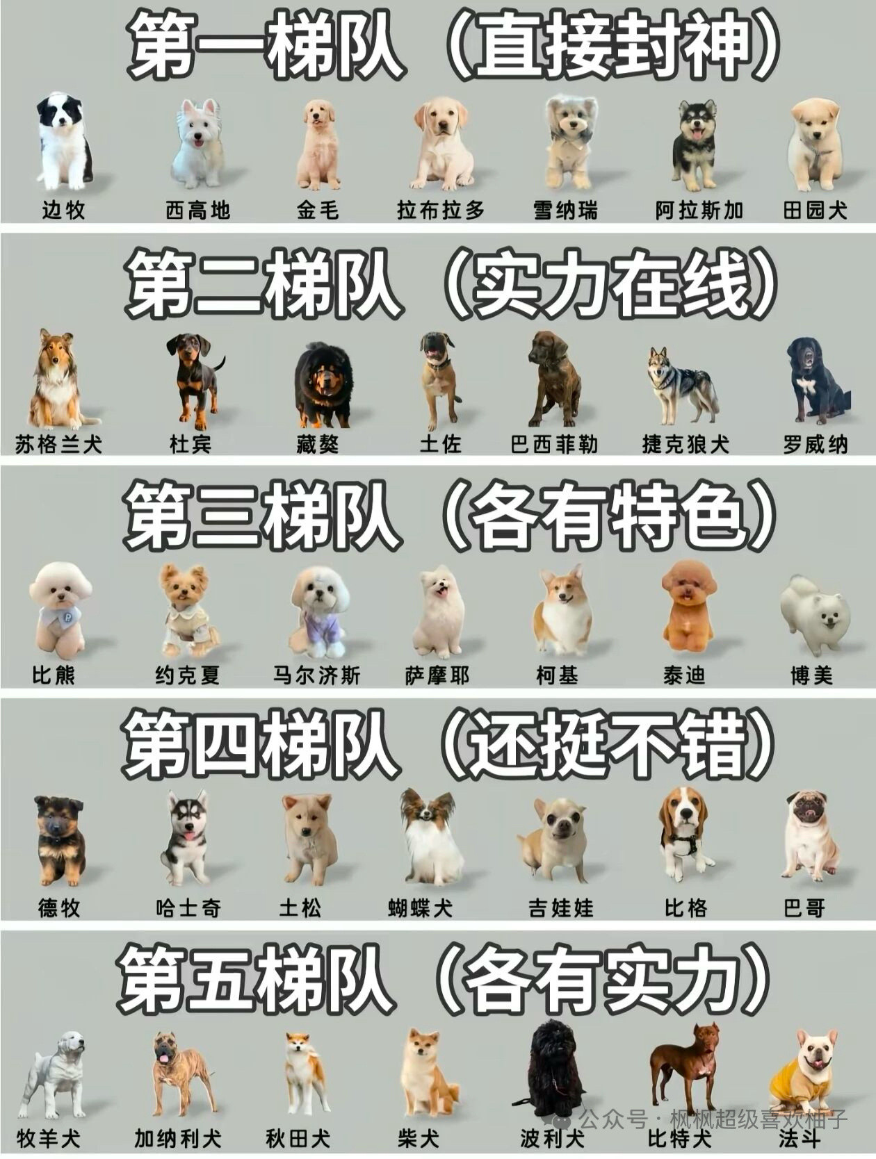 狗狗🐶排名