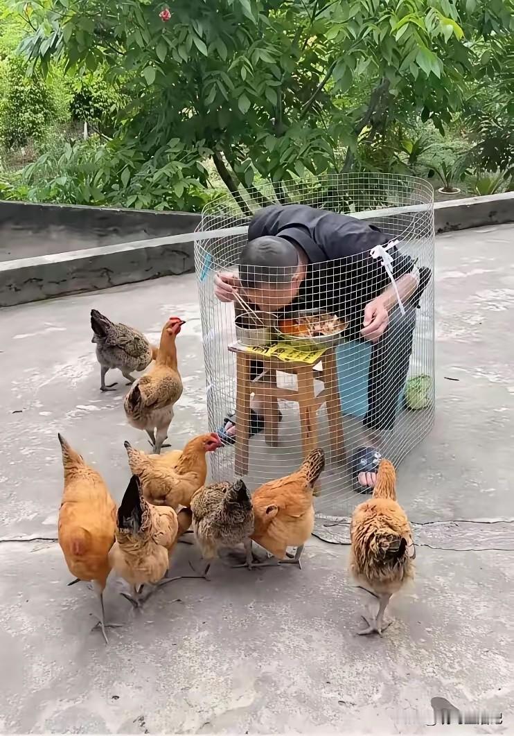 有没有一种可能，鸡应该在网里面啊[捂脸哭]