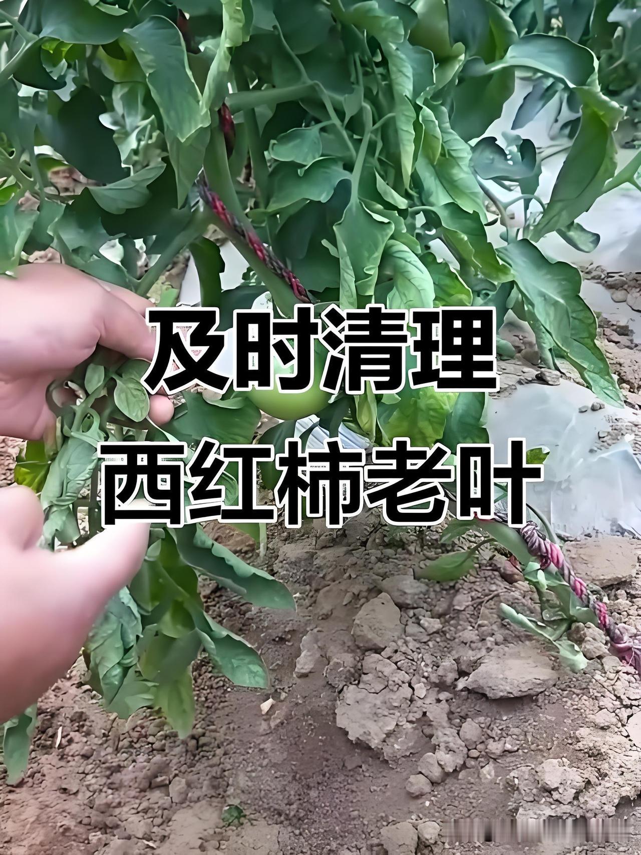 五月种植的番茄，这几件事别偷懒！五月一到，你家番茄该咋管？听我唠唠：