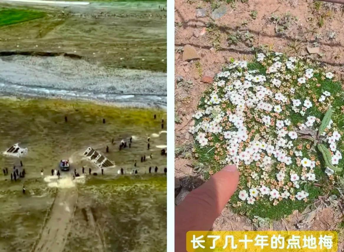 始祖鸟这次真是惹上大麻烦了！！瞅瞅这航拍图，运输车把草皮压得七零八落，一条