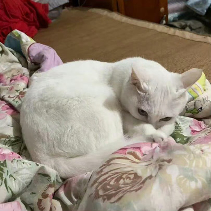 当我在小猫旁边放了个屁。假日先疯派春日放个疯​​​