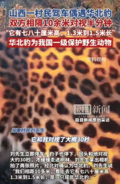 “胆子不一般的大！”山西沁源，一男子回家途中，偶遇一只华北豹，他立即将车子停下来
