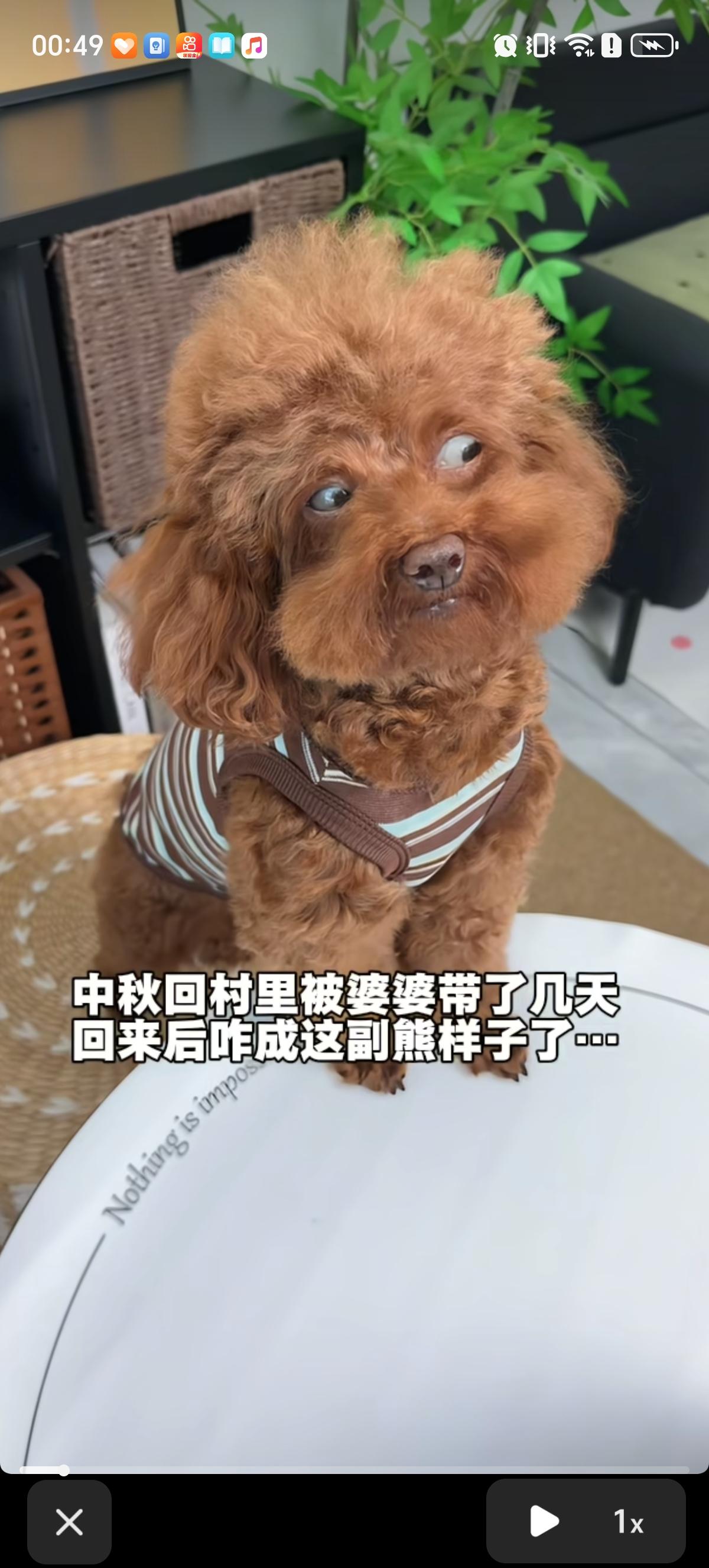 儿媳妇发现自己养的泰迪送去村里婆婆那里待了两天后就怪怪的，看人侧头斜着眼睛看，怎