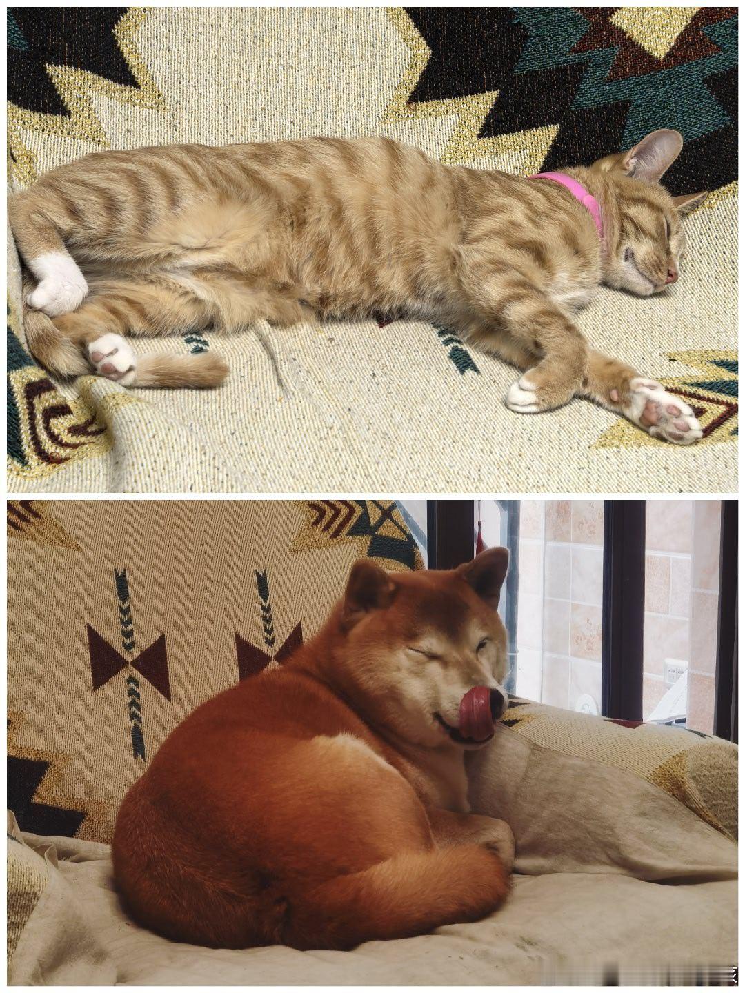 大雄王座也是后继有猫了