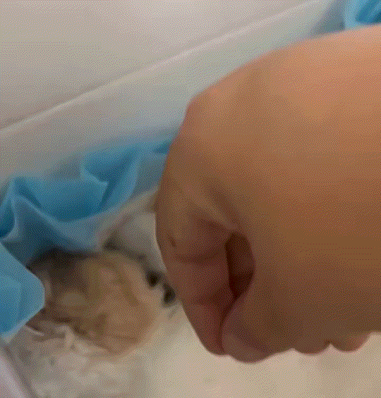 万万没有想到，主人养的猫咪去世了，主人和狗子则守在去世猫咪跟前，期间主人便拿了一