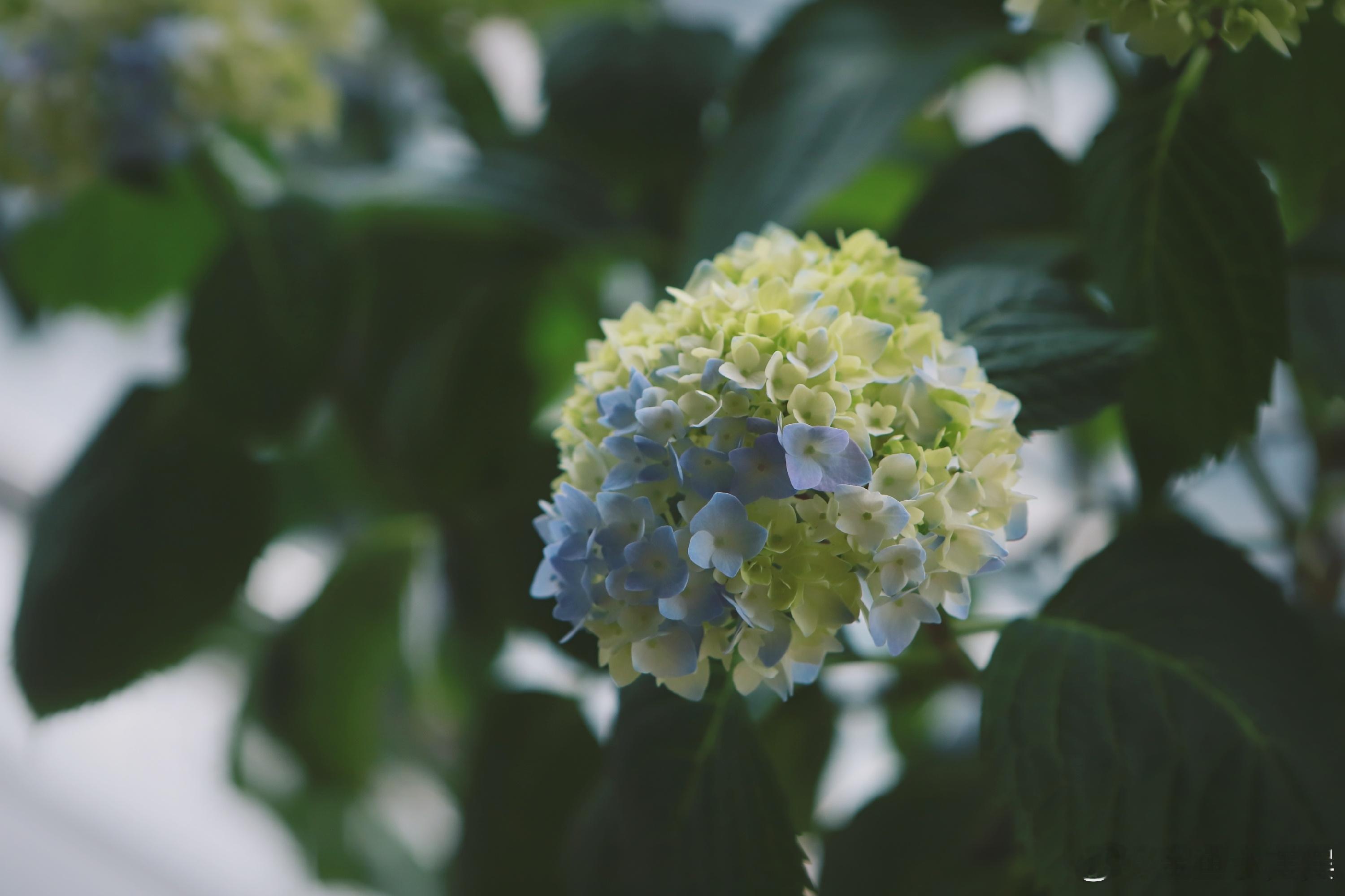 有的在开花，有的在长叶。巴掌大的阳台，也有它的热闹……这盆三年爆花的绣球，没有任