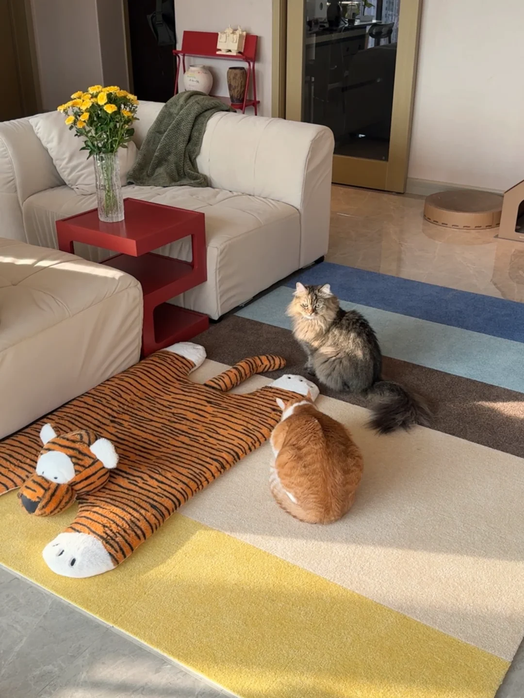 养猫人的客厅☀️Toli地毯配色分享～