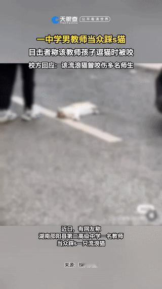 中学男教师当众踩死流浪猫，更多真相曝光，评论炸锅！目击者称是男教师的孩子在逗