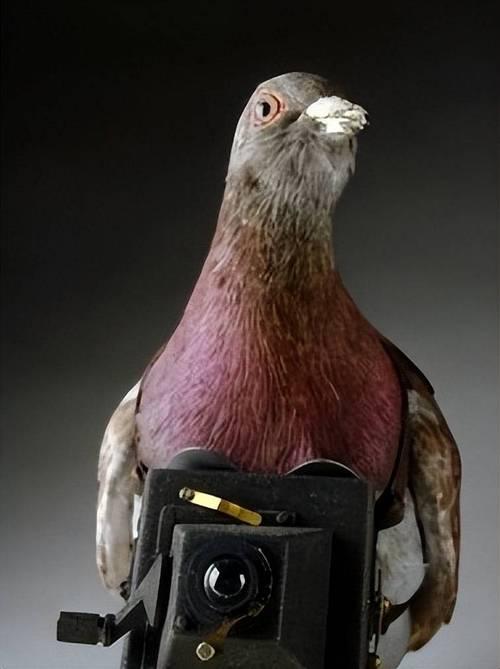 罗布泊核试验50军鸽出征5只未归的结局看哭众人罗布泊核试验场，50只军鸽