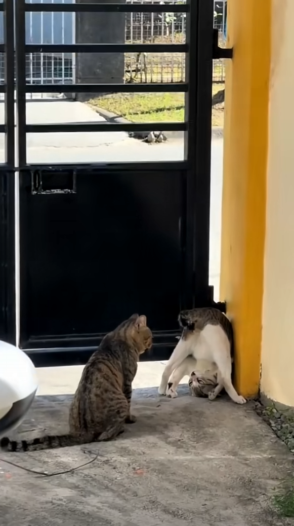 猫咪：我“倒”要看看你能拿我怎么滴！！！