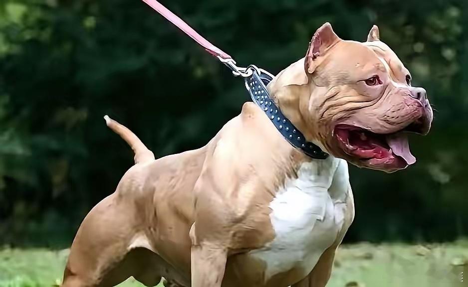 重庆那起比特犬咬死人的案子，判了。主人判三缓三，不用坐一天牢。一条人命，换不来一