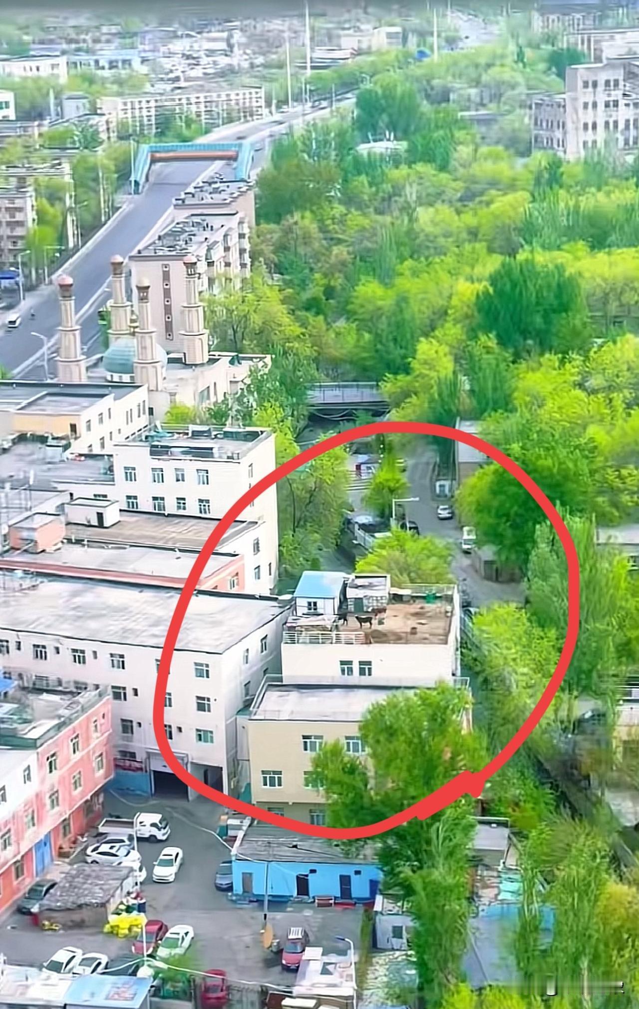 来自新疆的松弛感乌鲁木齐