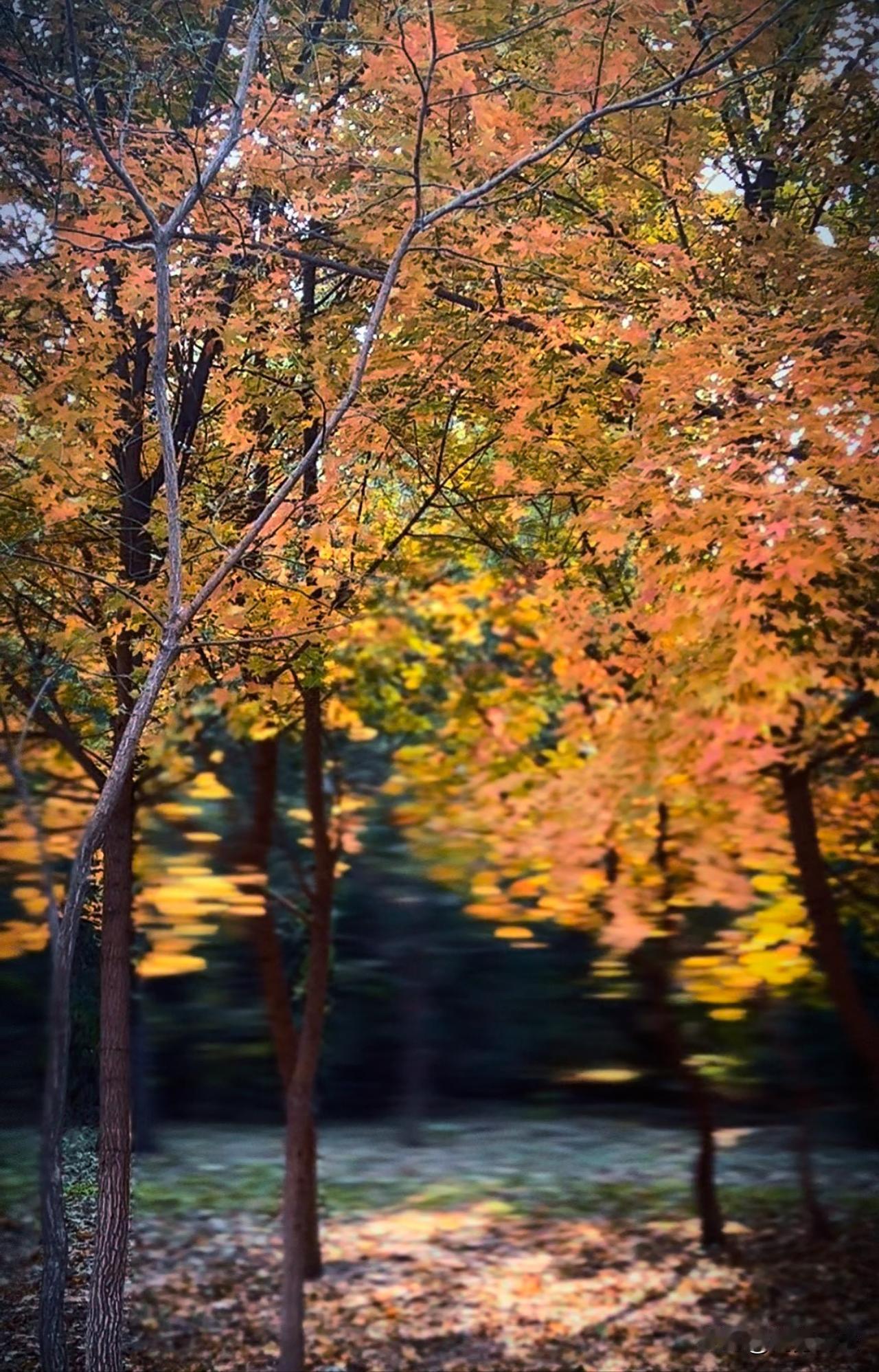 分享你身边的秋色