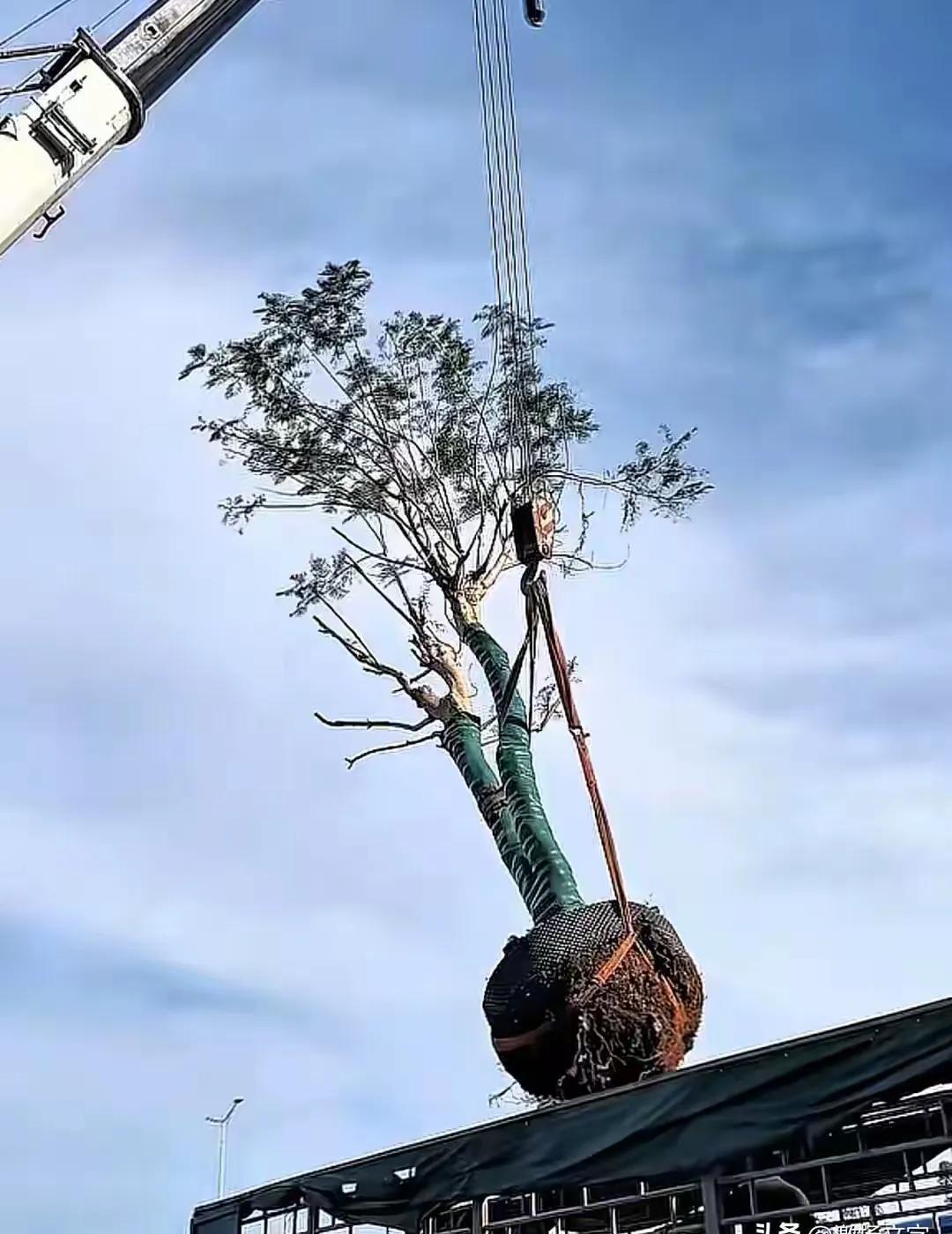 别再以为奥运冠军的家人只会接代言了。全红婵的父亲，砸掉村头废弃商店的旧招牌，亲