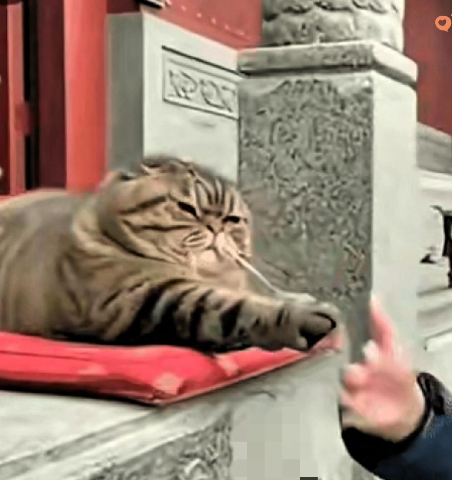太可爱了！寺庙里这只狸花猫，简直是把温柔刻进骨子里了，趴垫子上不动弹，游客伸手