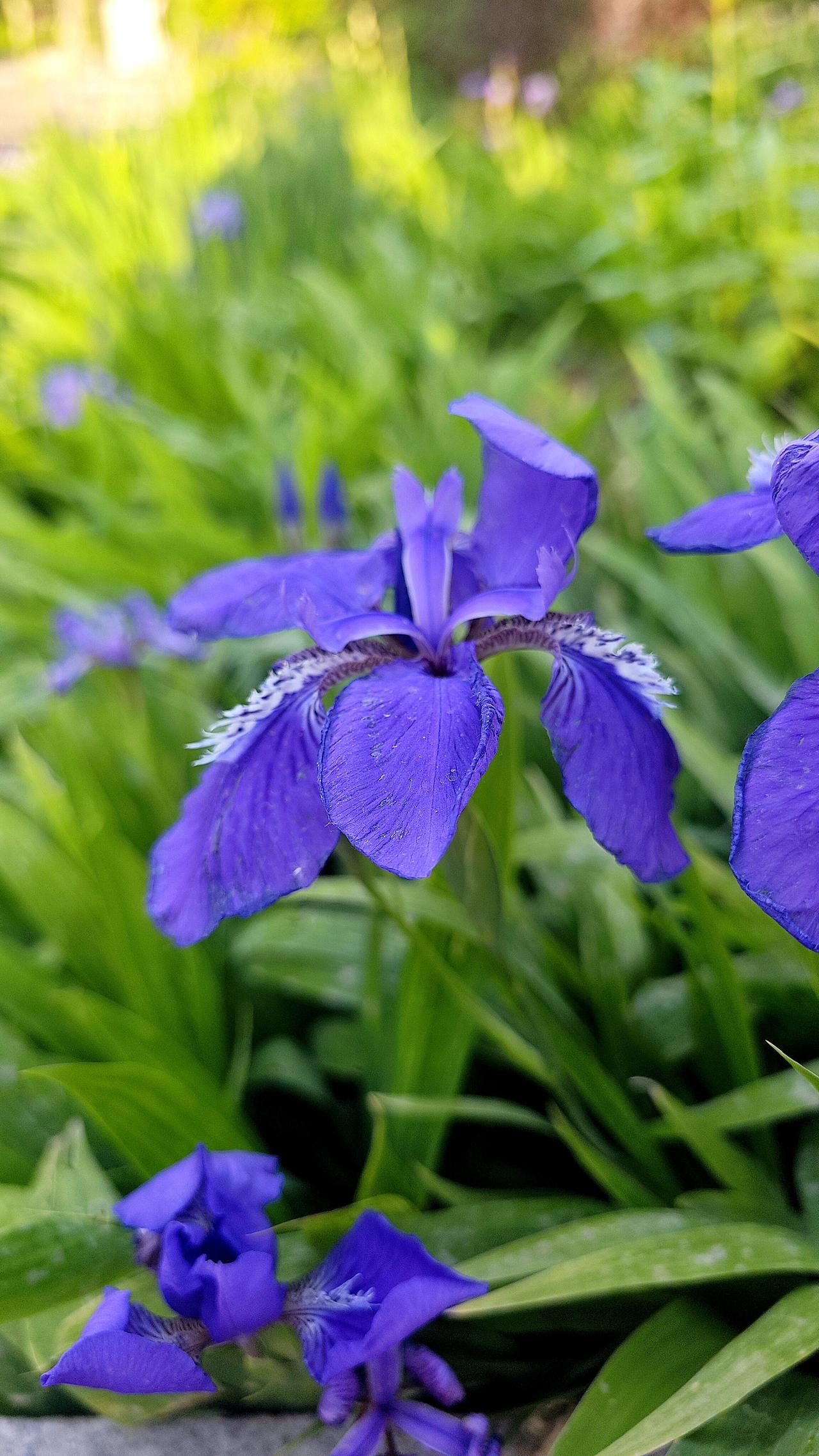 《紫色听者》晨光初透时，鸢尾花是醒得最早的那一个。露珠还挂在深紫的花瓣上，
