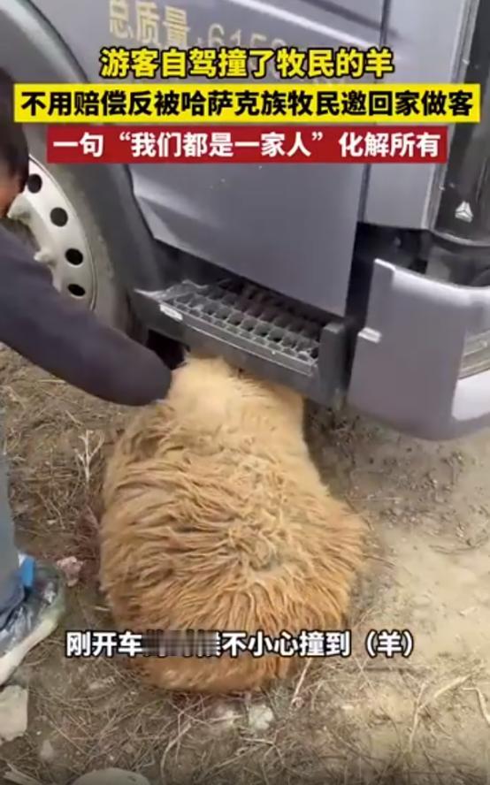 太暖心了！新疆，一女子去阿勒泰旅游，找露营地时不慎撞伤了牧民家的一只羊，看到羊主