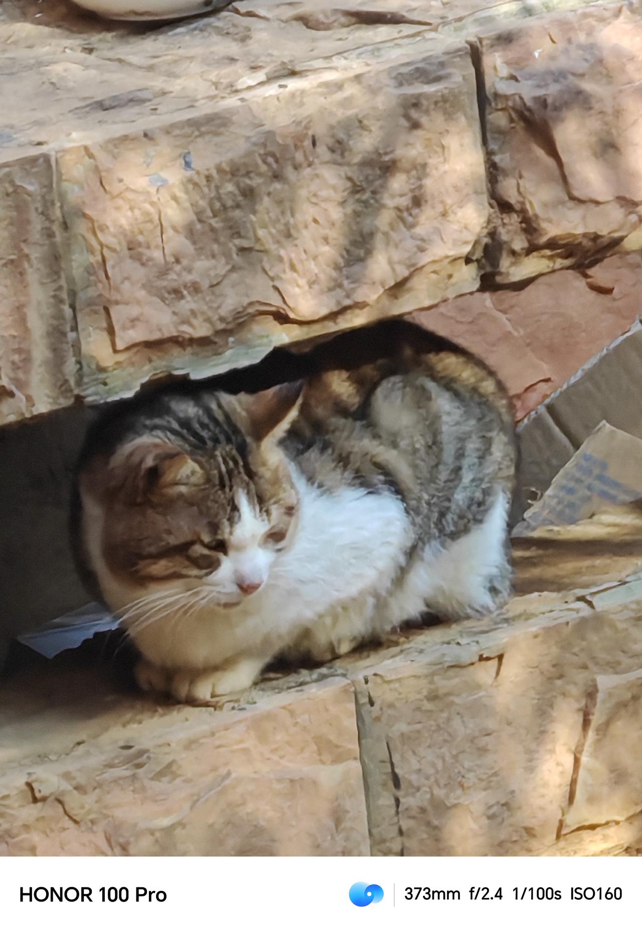 ，有人投喂看上去干净可爱，一只被养得肥肥的，不爱动弹，看样子需要运动减减肥了