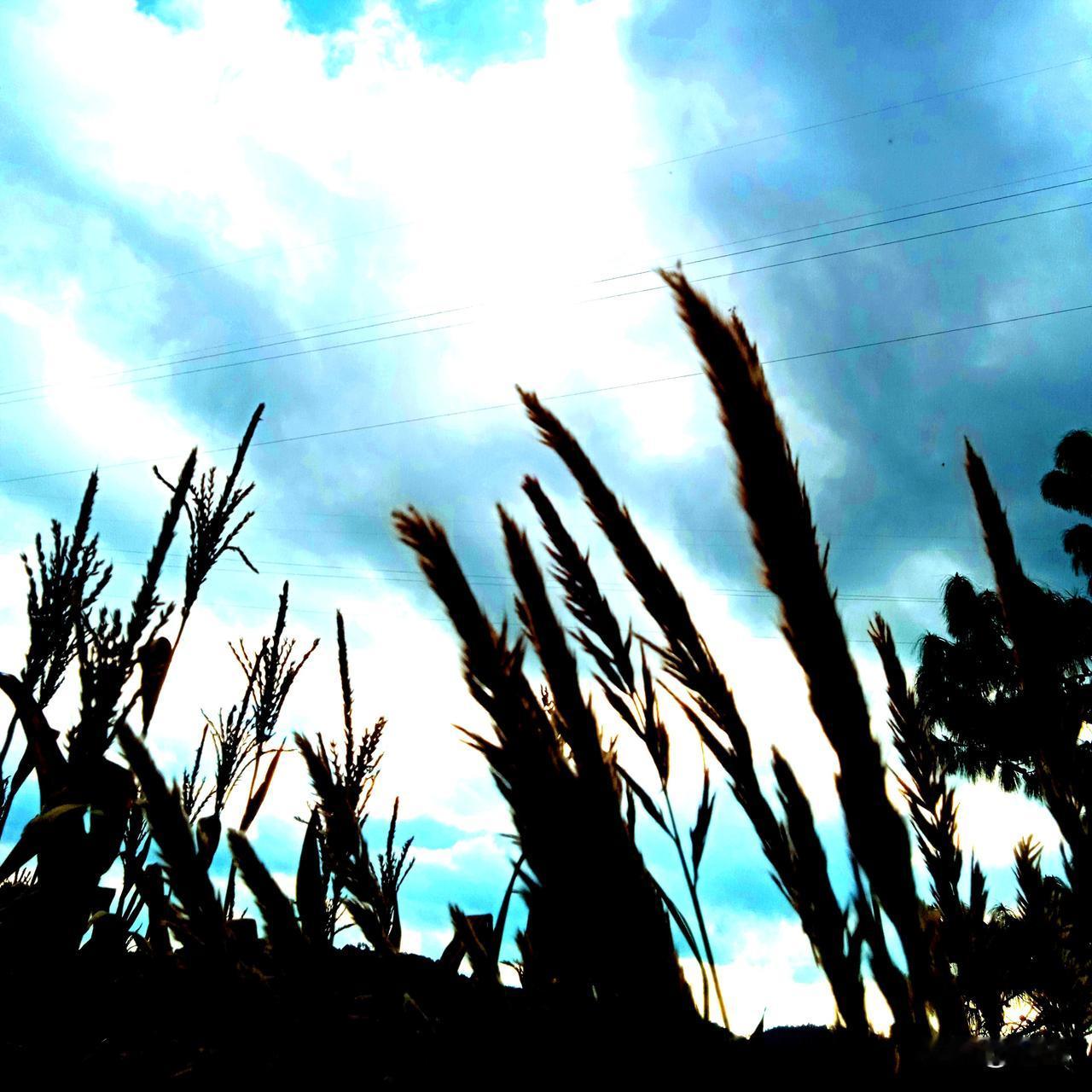 小村故事多,喝酒干死人,女人偷情忙,老汉骗了钱。村里那几个人,烧了蜂,炒了蛹,酒