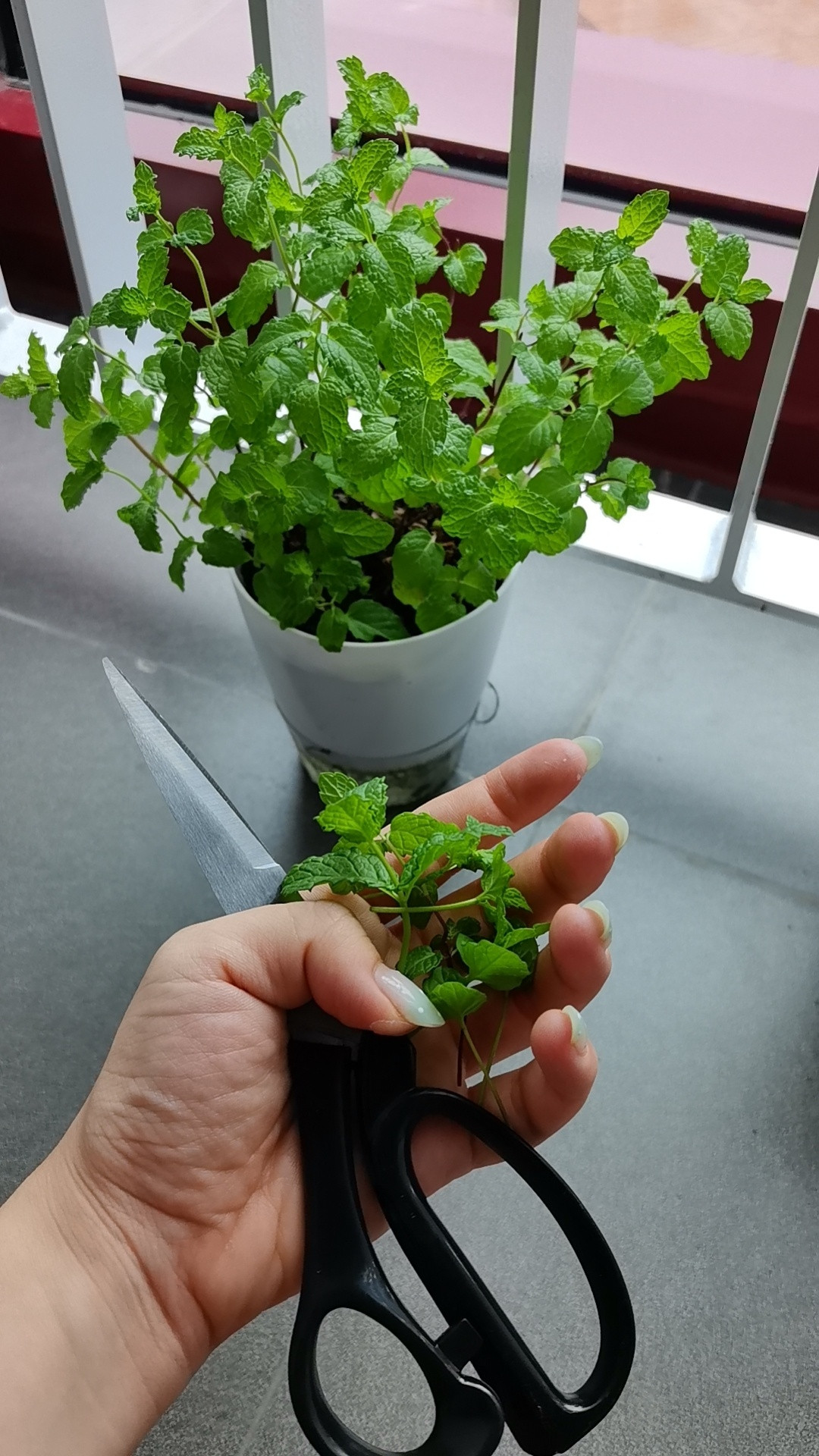混乱的一人食早餐：炒蛋配黑胡椒；葱花煎饼（有点干，不知道为什么，是鸡蛋放少了吗？