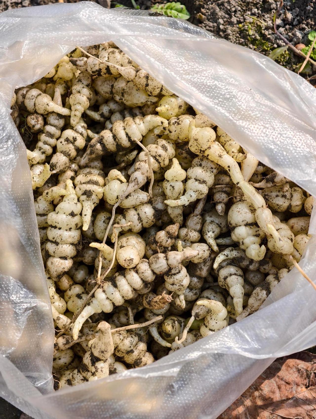 这东西怎么做好吃