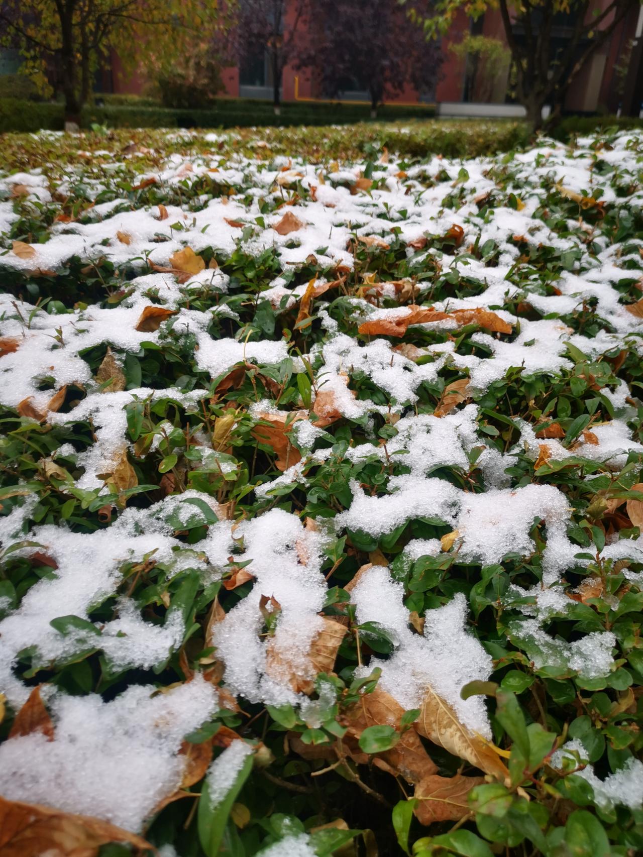 哈尔滨下雪🌨了！当哈尔滨人以为树叶变黄，秋天来了的时候，一场悄然而至的雪宣告