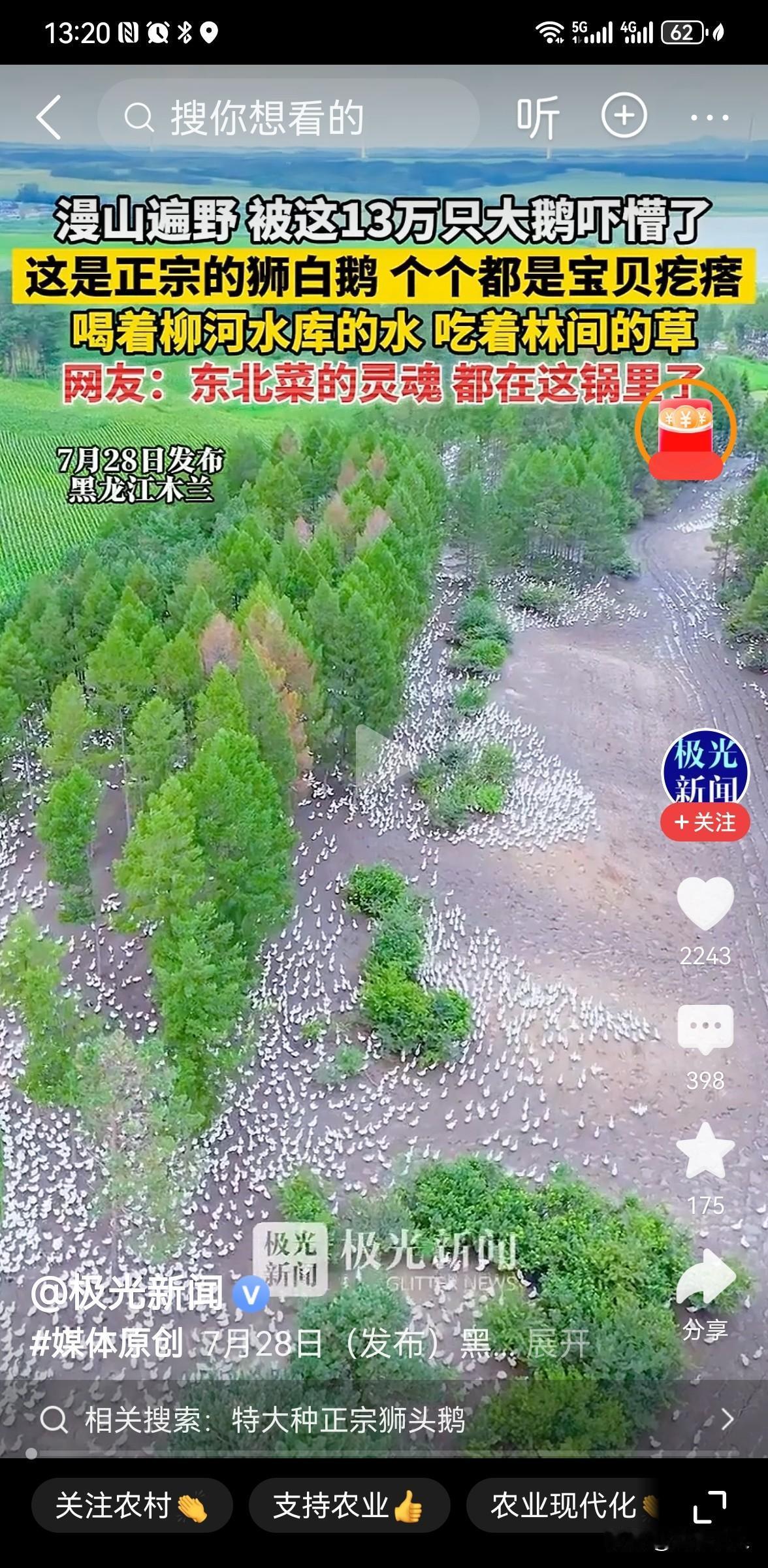 黑龙江木兰13万只大鹅漫山遍野，生态养殖闯出致富路2026年7月，黑龙江省