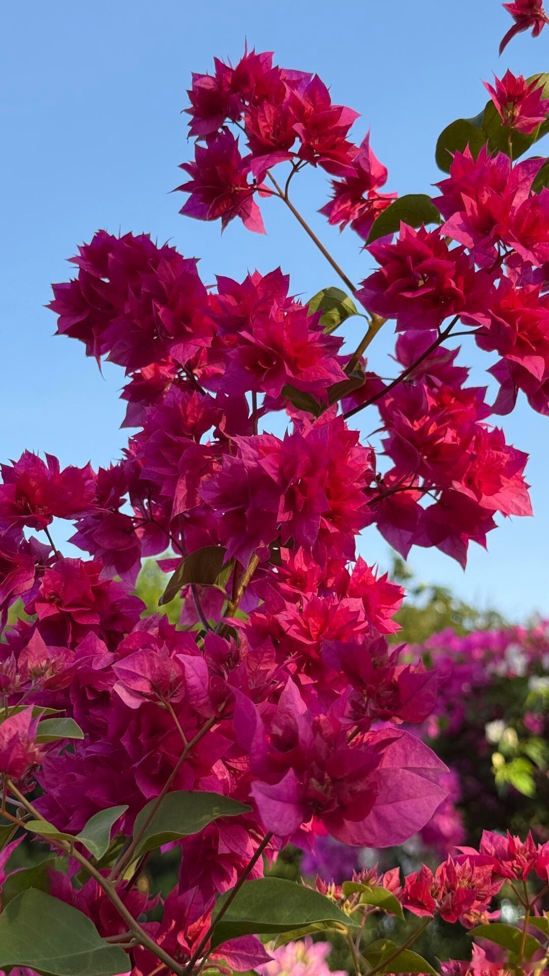 以为是花其实是五颜六色的叶子从刺里开出的花它是亚热带城市最亮眼的风景线，用彩叶