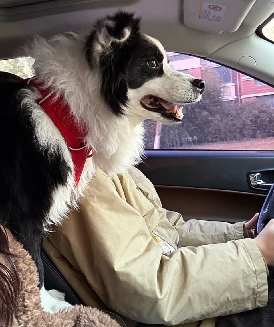 萌宠司机变身中