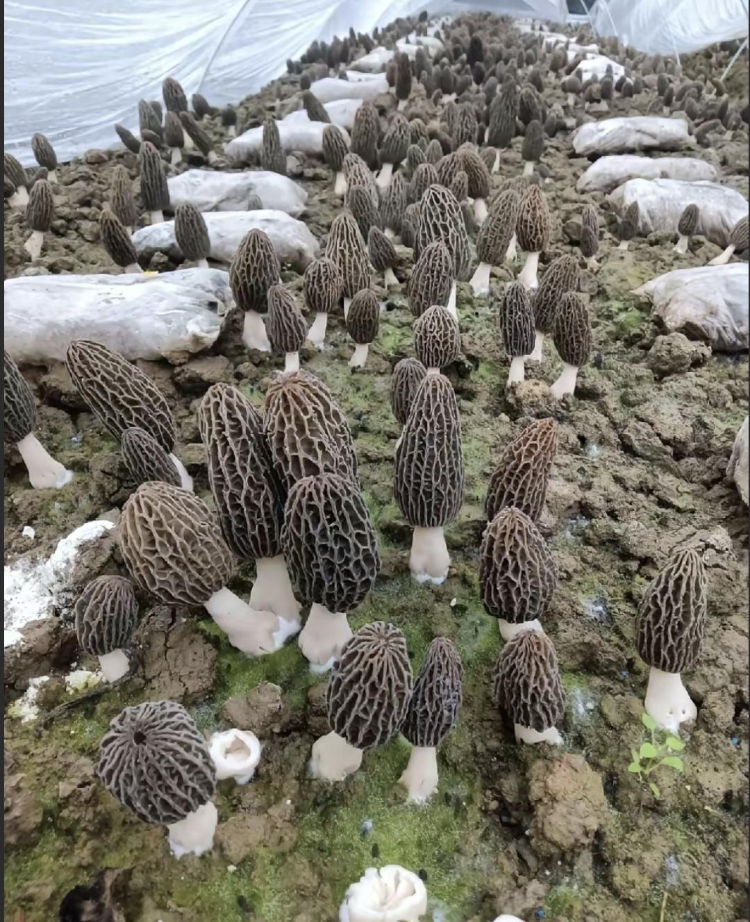 前两年，有个外地老板来村里包地种羊肚菌。一亩地给800块租金，干活一天还给150