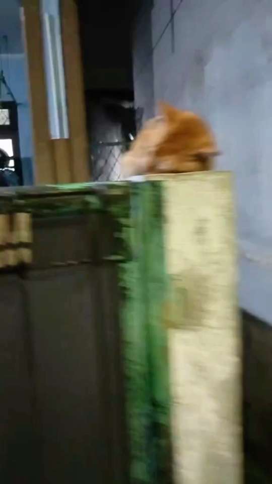 每天晚上都会等我下班回家的猫咪，今天回来晚了，就这样睡着💤了😳