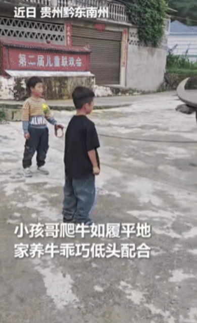 “真通人性啊！”贵州，一小孩牵着牛准备回家时，突然被一位男孩拦了下来，他想爬到牛
