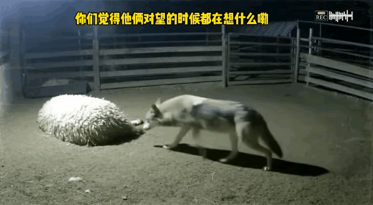 “有缘”的两个家伙