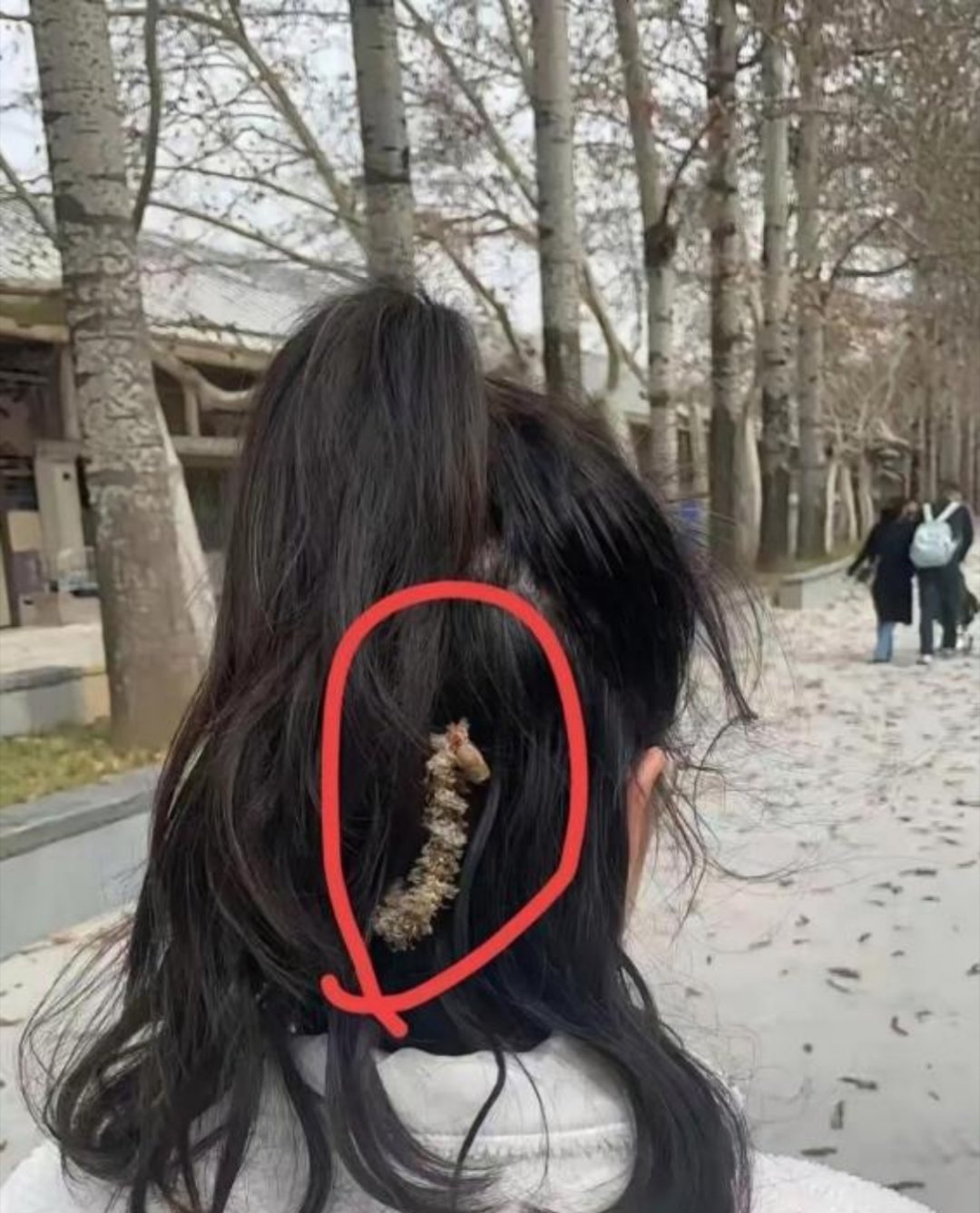 昨日漫步街头，远远瞧见一女孩头顶粘着一物，那形态恰似毛毛虫一般。我心中猛地一紧，