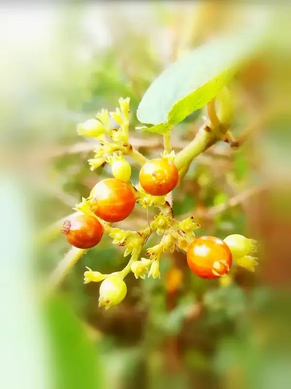 出上：春风不语花含笑，对下：夏雨多情果美颜。平台点评：这对仗工整又巧妙，将