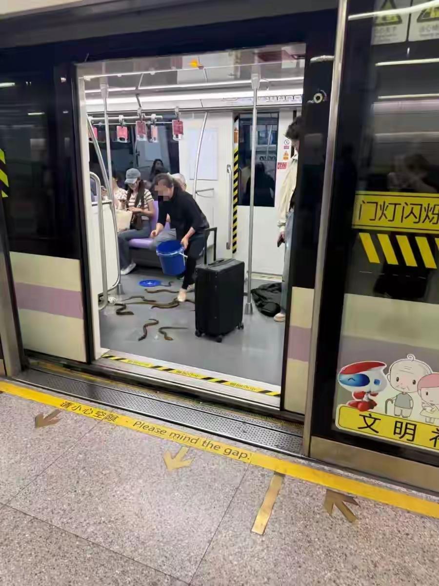 上海地铁突发！乘客被吓得尖叫，足足十几条到处游窜…官方明令禁止！！！9月29日