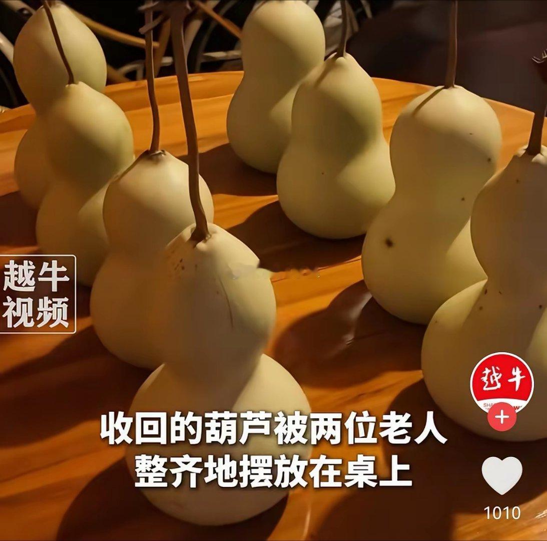 这几个葫芦还是被剪了估计已经严重影响老人和周边的住户了光“蛇精”就去了各种颜色和
