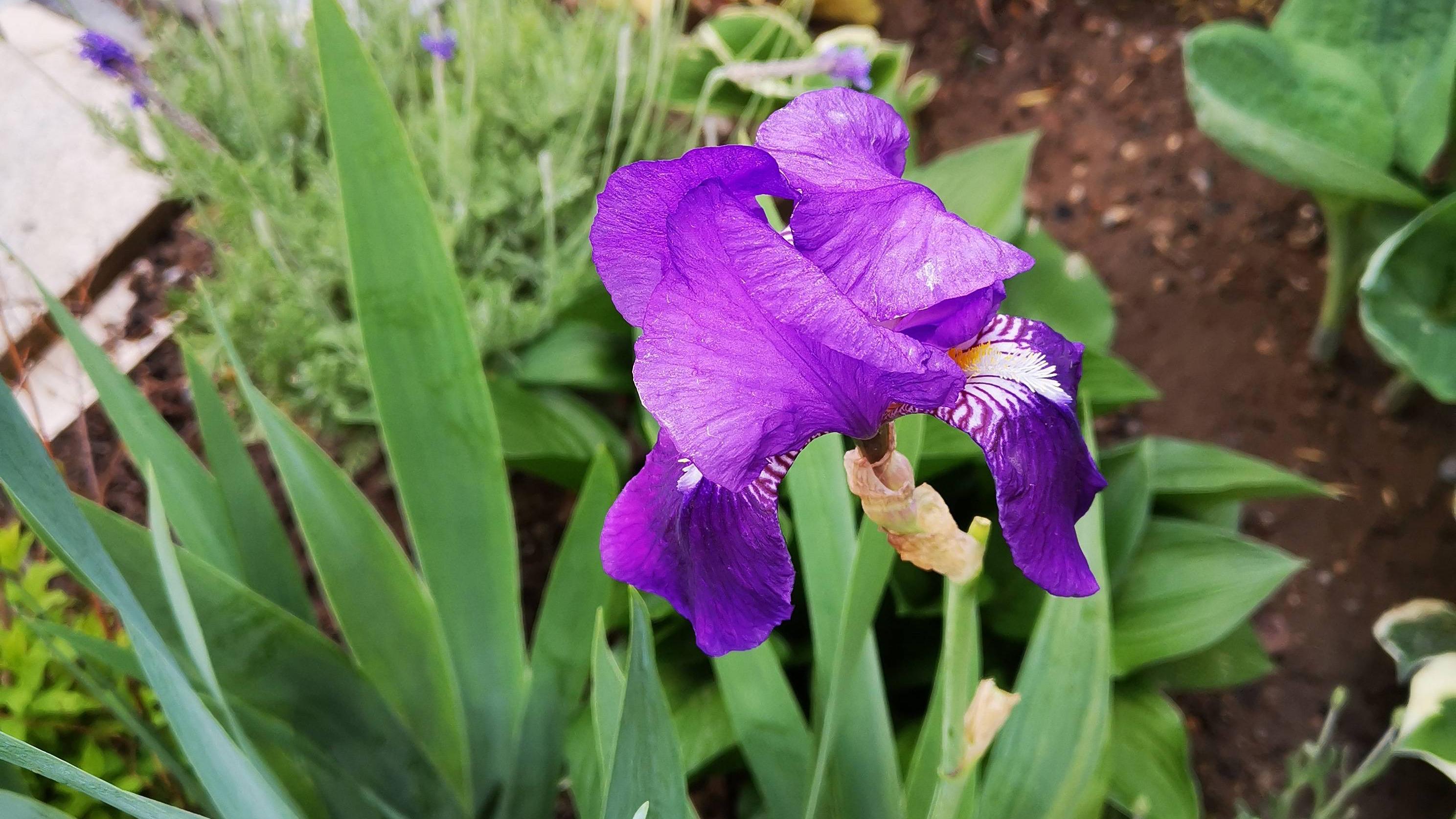 这花适合阳台庭院, 叶茂花艳又耐寒, 还怕养不好?