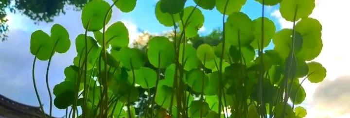 这是什么植物的绿叶？绿的这么养眼？我每天要看几遍呢！