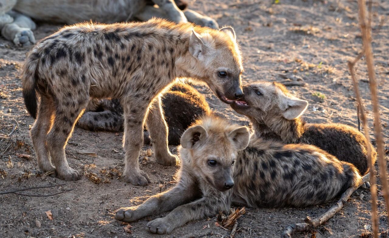 【啊？鬣狗原来不是狗！】有“非洲二哥”之称的斑鬣狗，长期以来都以其诡异的“笑声”