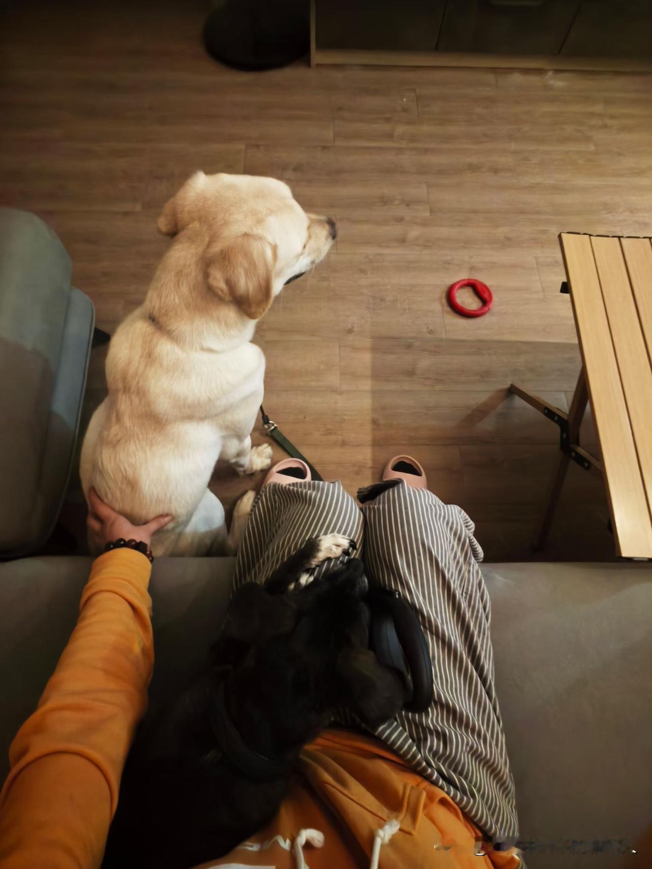 前年表妹抑郁，我花六千买只了小狗陪她，说好是送她的。结果她病好谈恋爱了，就嫌狗狗