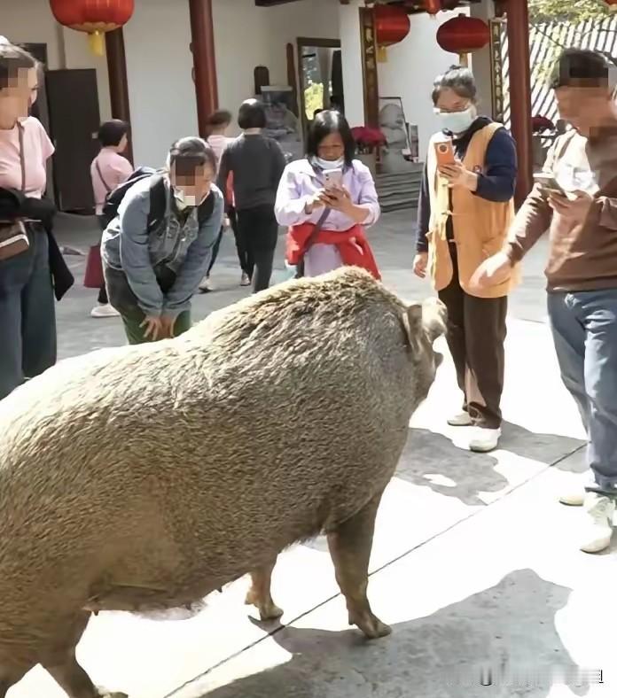“真成精了？”广东江门，一游客去观音寺参拜时，竟看到一头300斤重的野猪躺在地上