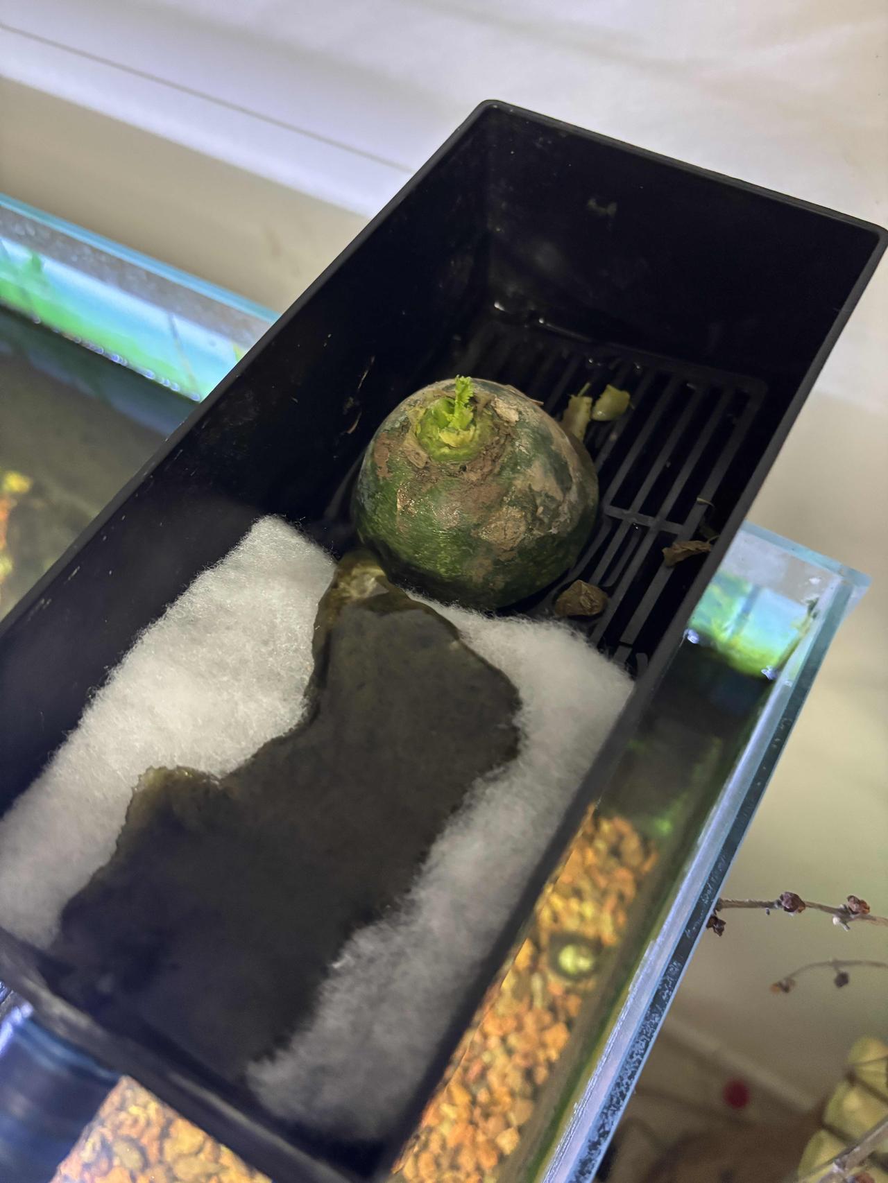 前几天闲着没事，我把小萝卜头放鱼缸过滤器里养着，现在已经过去21天啦，变化还挺明