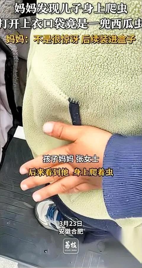 “妈，我口袋有惊喜！”合肥宝妈听完差点原地升天——衣兜一翻，十几只西瓜虫组团