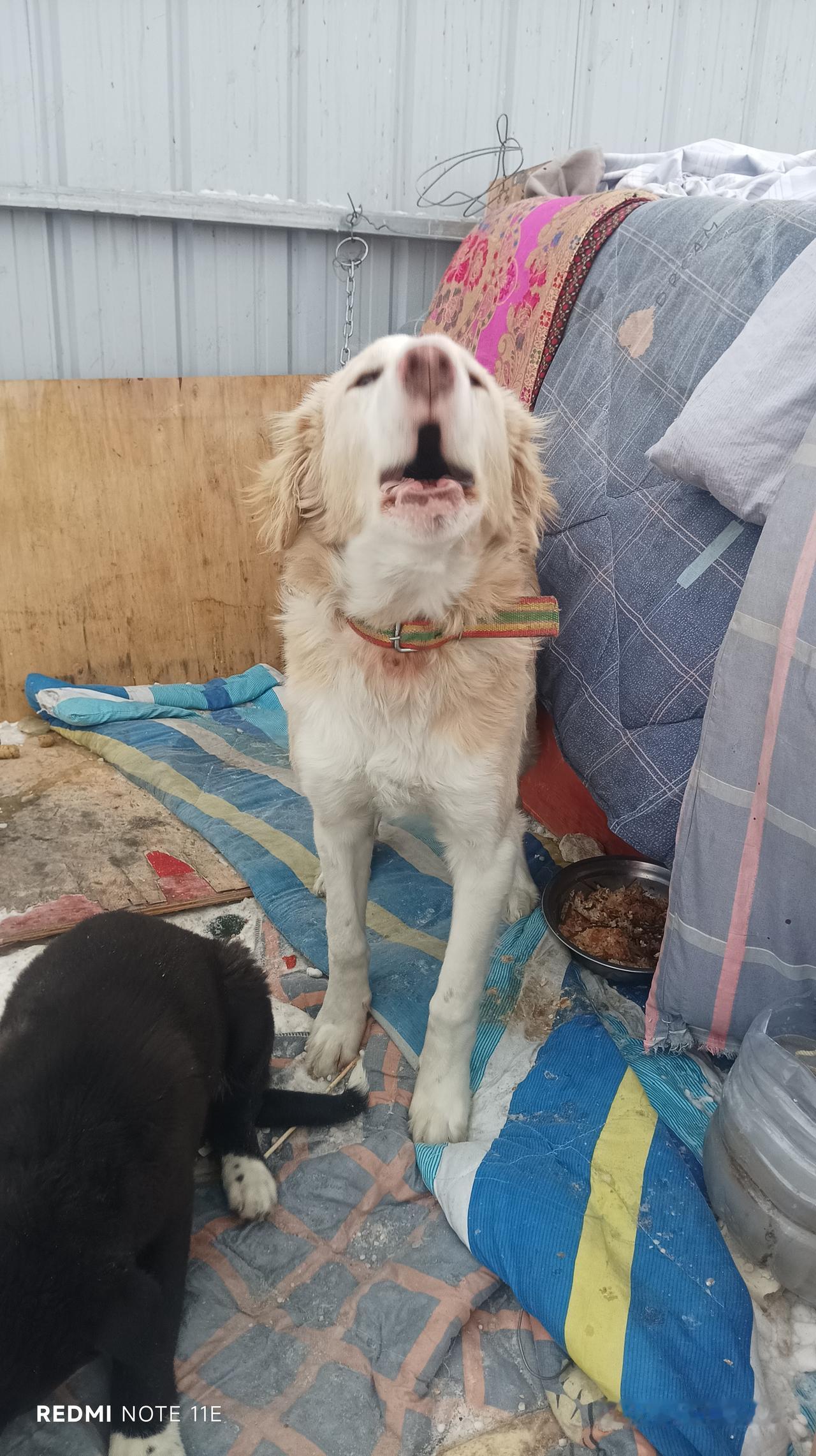 主人住院狗狗摩托车旁蹲守8天四川绵阳平武县的来福太让人感动了。主人骑摩托摔伤