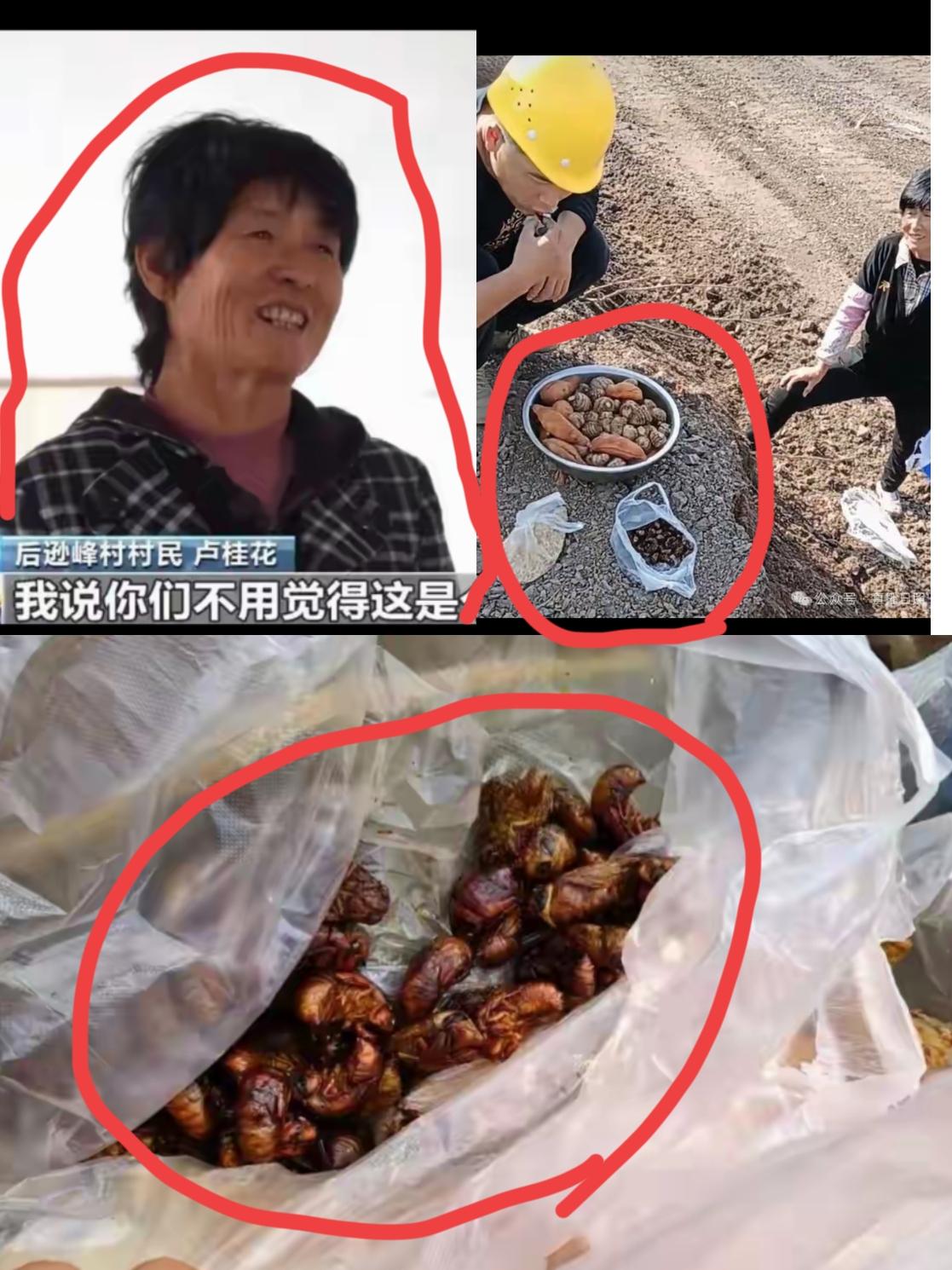 连续九天的“硬核投喂”！不仅山东人知道了这位大姨！而且火到央视了！故事发生在